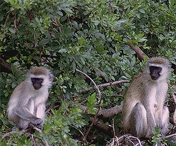 chlorocebus aethiops, african green monkey